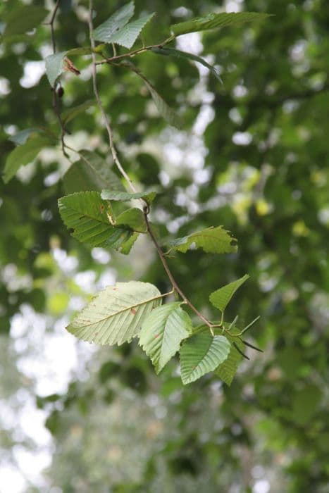 Californian red alder