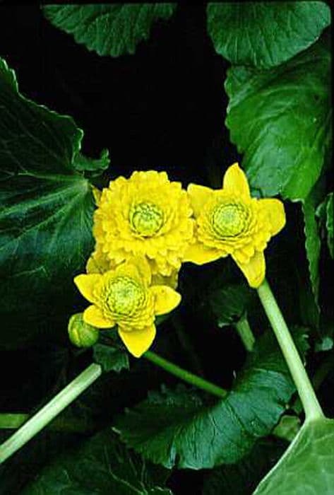 marsh marigold 'Flore Pleno'