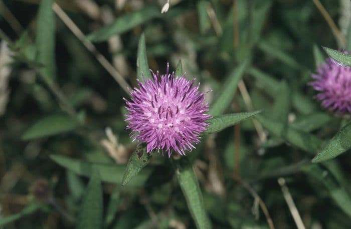 common knapweed