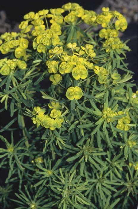 cypress spurge