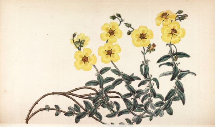 common rockrose