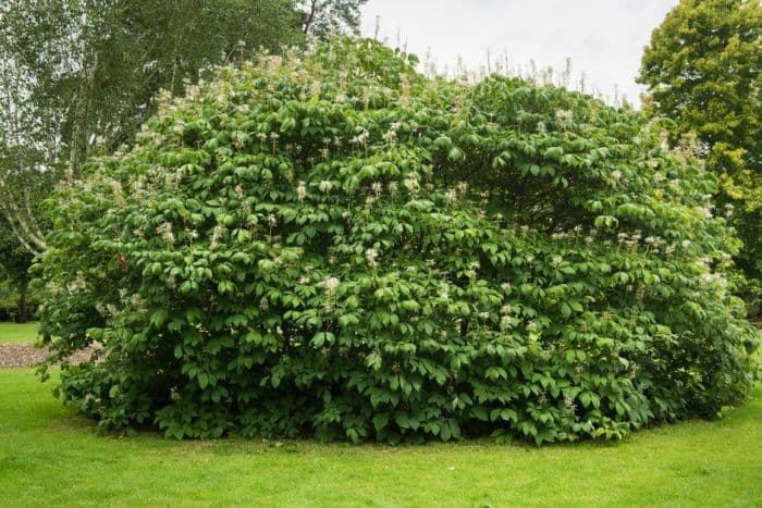 bottlebrush buckeye