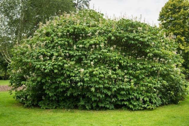 Bottlebrush buckeye