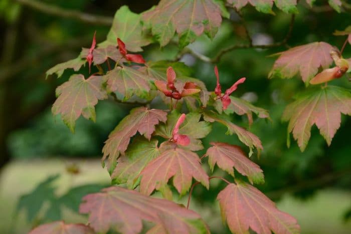 downy Japanese maple 'Vitifolium'