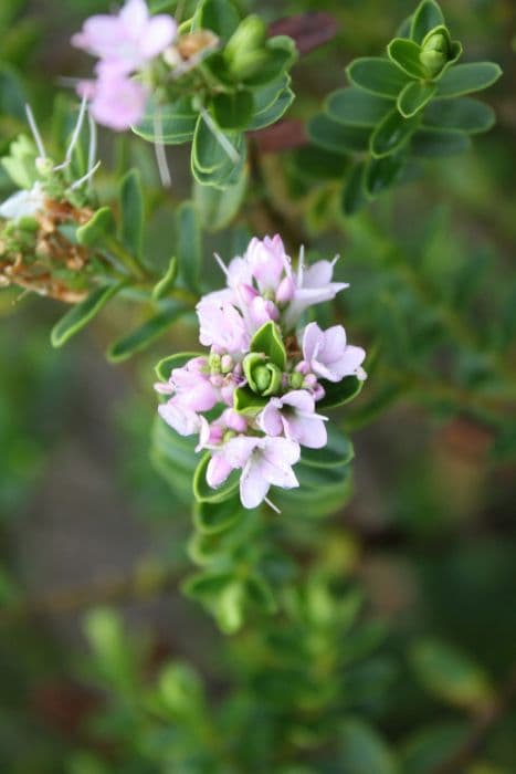 hebe 'Wiri Cloud'