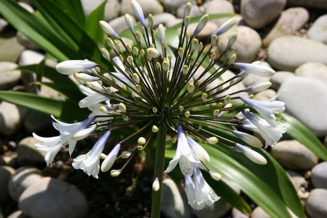 African lily 'Enigma'