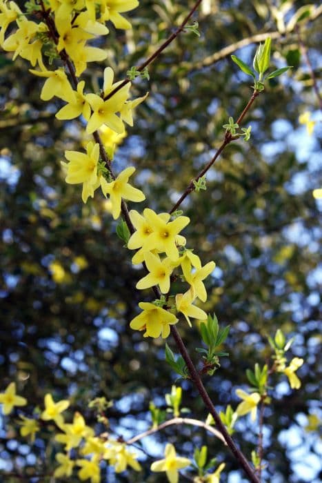 weeping forsythia 'Nymans'