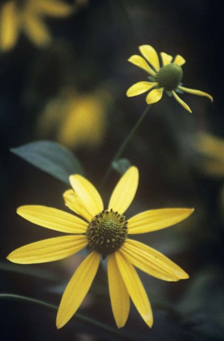 coneflower 'Starcadia Razzle Dazzle'