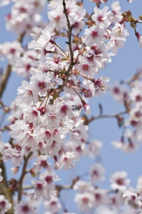 cherry 'Mikinori'
