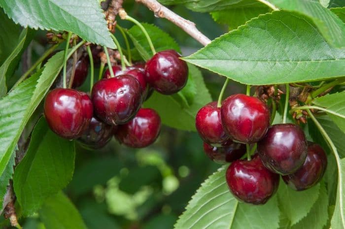 cherry (sweet) 'Merchant'