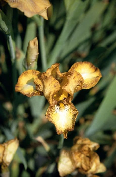 iris 'Alison Taylor'