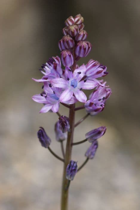 autumn squill