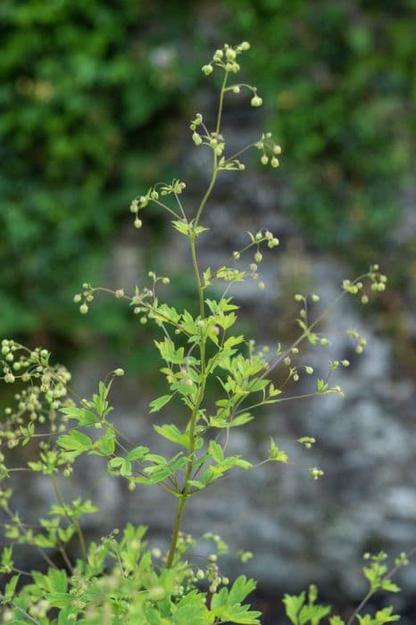 lesser meadow rue