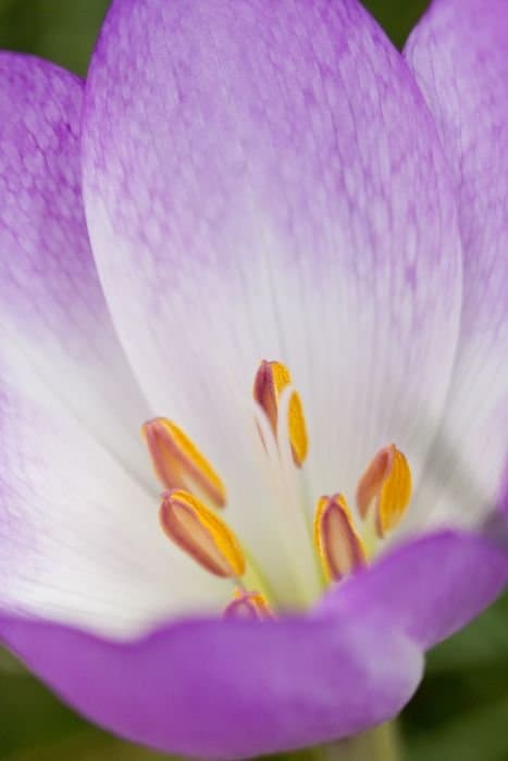 Colchicum sibthorpii