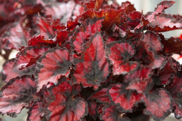 begonia 'Red Robin'