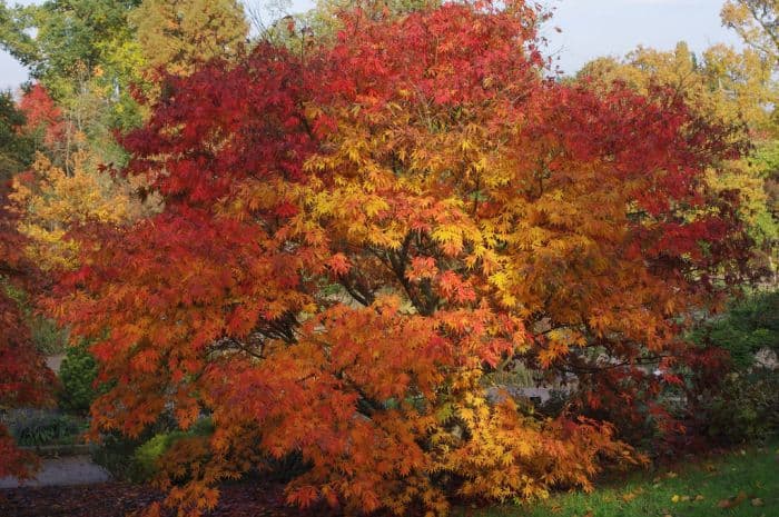 Japanese maple 'Elegans'