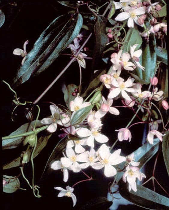 clematis 'Apple Blossom'