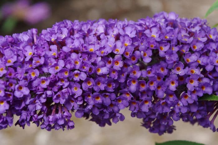 butterfly bush 'Ellen's Blue'