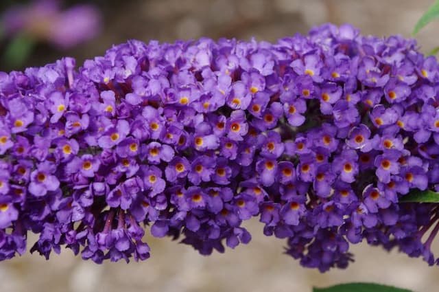 Butterfly bush 'Ellen's Blue'