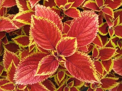 coleus [Trusty Rusty]