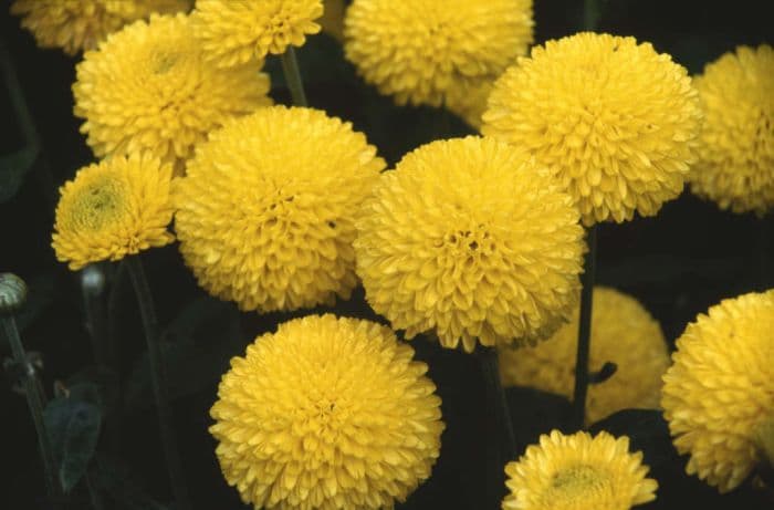 chrysanthemum 'Orno'