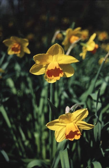 daffodil 'Vulcan'