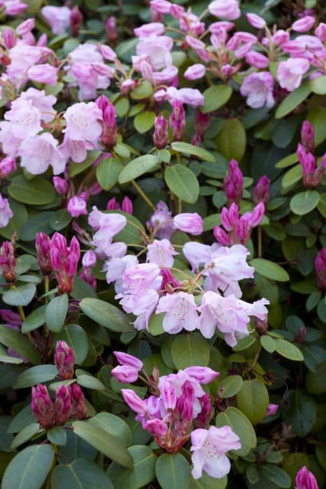 rhododendron 'Bow Bells'