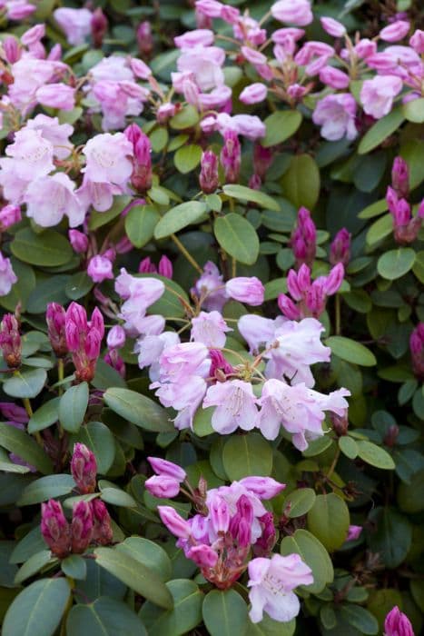 Rhododendron 'Bow Bells'