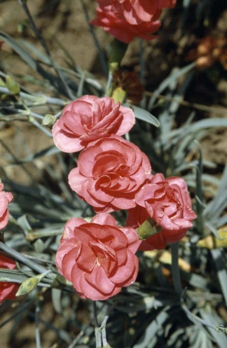 border carnation 'Kathleen Hitchcock'