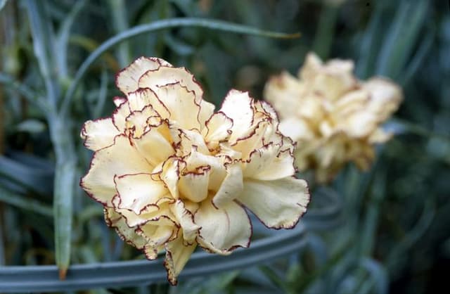 Carnation 'Anders Kath Phillips'