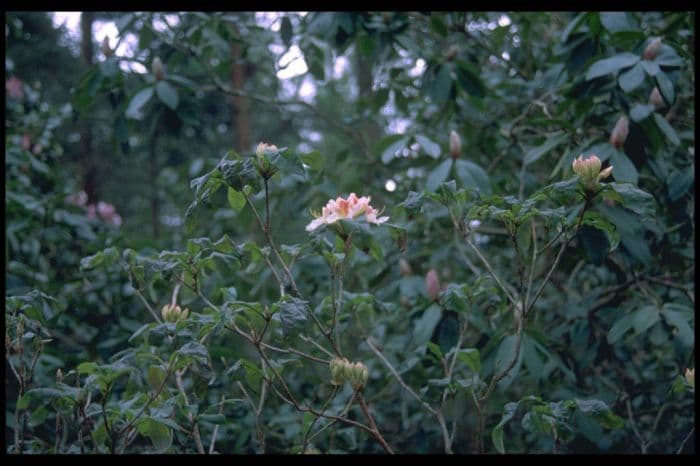 rhododendron 'Glory of Littleworth'