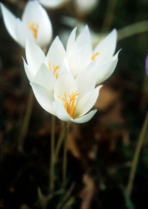 white Bieberstein's crocus