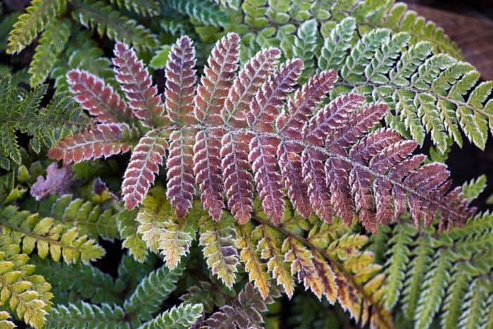 soft shield fern