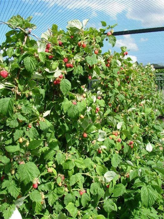 Raspberry 'Malling Minerva'