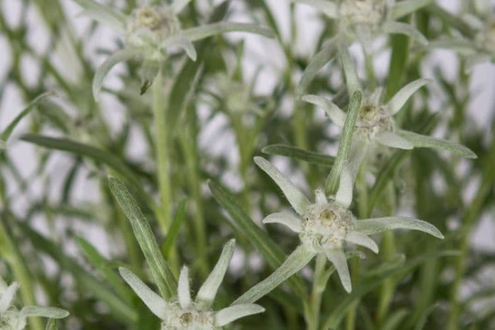 edelweiss [Blossom of Snow]