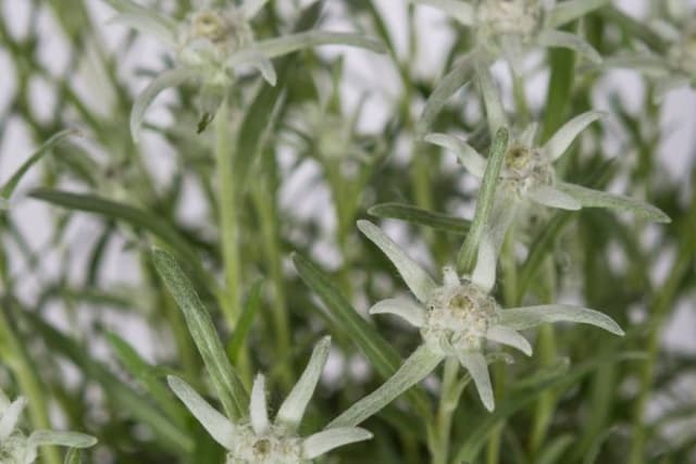 Edelweiss [Blossom of Snow]