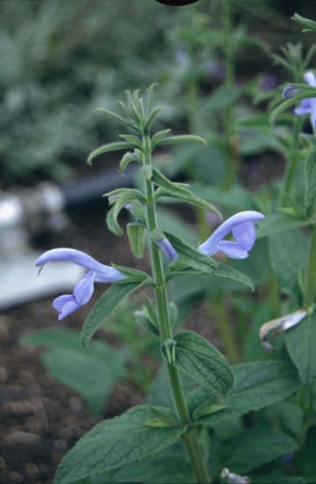 gentian sage 'Cambridge Blue'