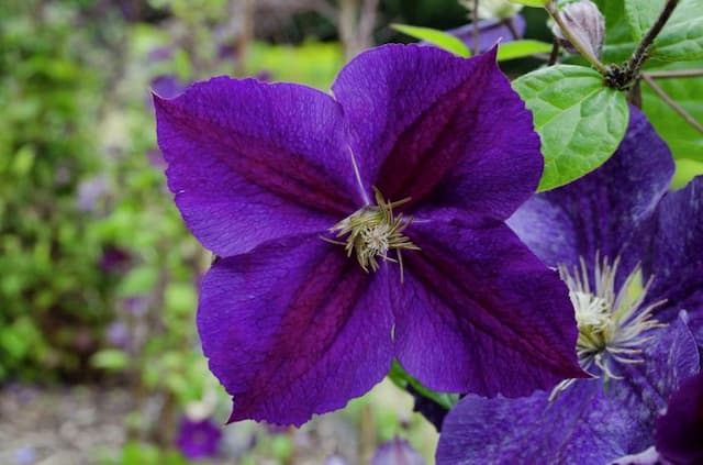 Clematis 'Star of India'