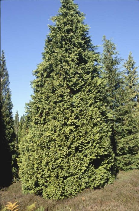 Lawson's cypress 'Stardust'