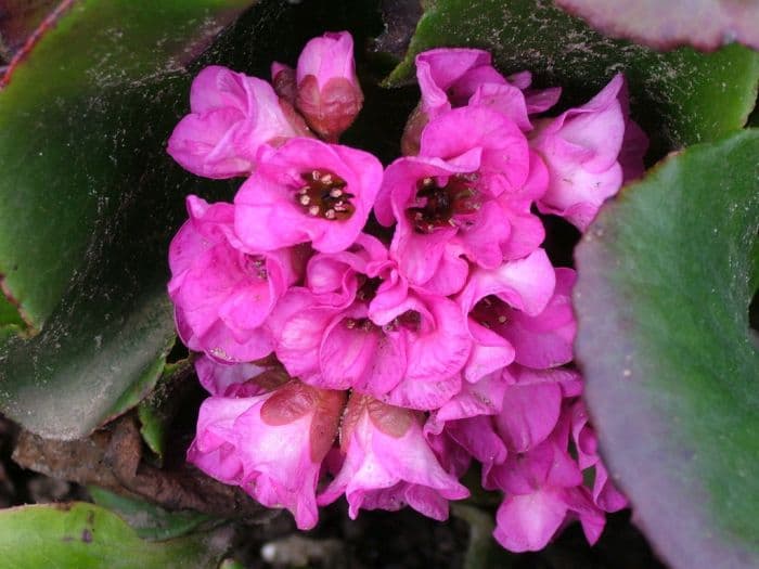 elephant's ears 'Autumn Magic'