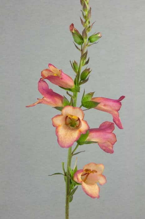 foxglove [Illumination Pink]