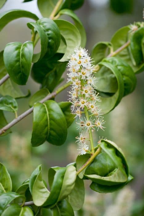 cherry laurel 'Rotundifolia'