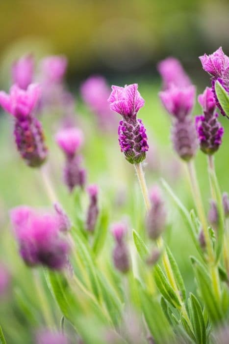 French lavender 'Spring-break Princess'