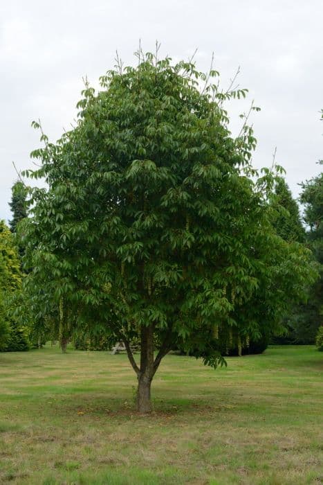 large-winged wingnut