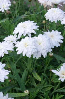 Marguerite Madeira Double White