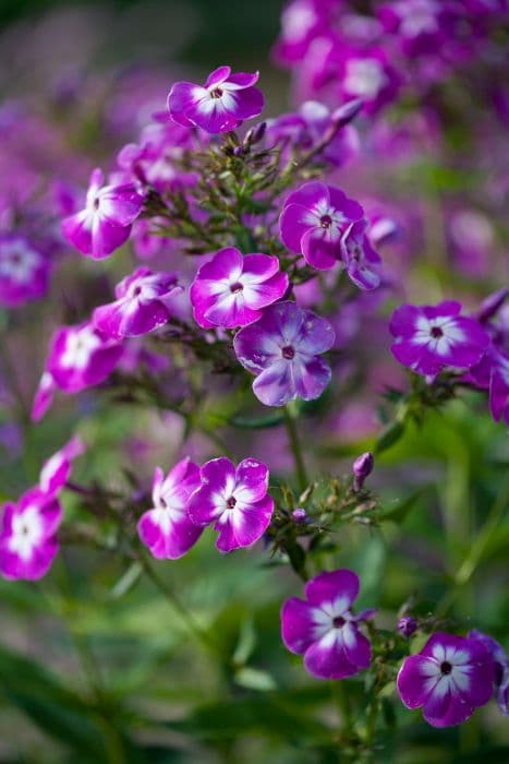 perennial phlox 'Wilhelm Kesselring'