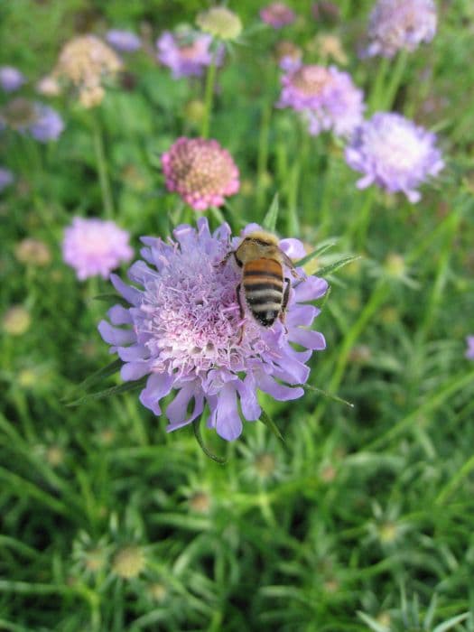 glossy scabious