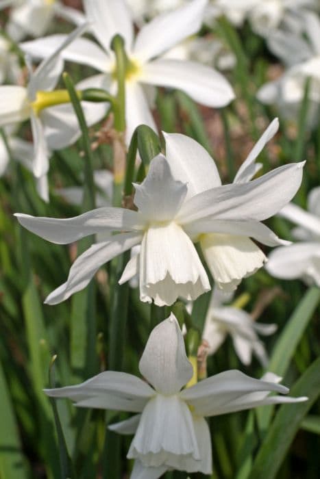 daffodil 'Petrel'