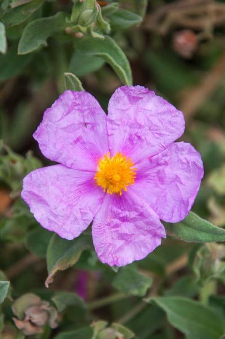 white-leaved rock rose