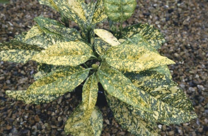 Japanese laurel 'Golden King'